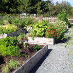 Cultivating Food and Nutrition Resilience Through Community Gardens