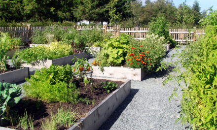 Cultivating Food and Nutrition Resilience Through Community Gardens