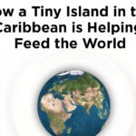 How a Tiny Island in the Caribbean is helping Feed the World